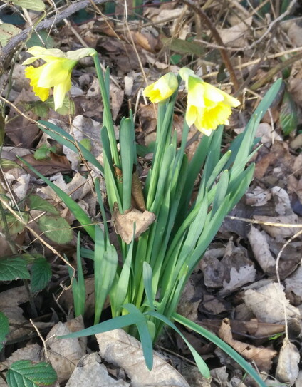 A flowering daffodil plant, with 2.5 trumpets open. Surrounded by dead leaves.