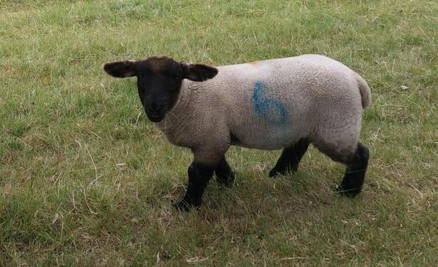 A lamb is standing in a grassy field looking at me - it's floppy black ears sticking out; it has a black head and legs but a white body.  It's got a '6' sprayed on it's side in blue; Just the one 6, it's not the anti-christ or anything.   