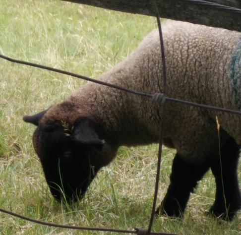 A lamb is head down munching a way in a field of grass; it's on the other side of a wire fence.  The head and legs are black adn the body is a very fluffy white/cream.  There's a partial blue sprayed on marking.