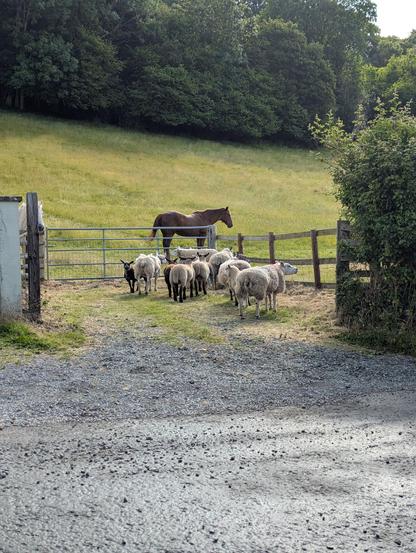 a picture of a bunch of sheep who have escaped an enclosure and are not quite sure where to go.