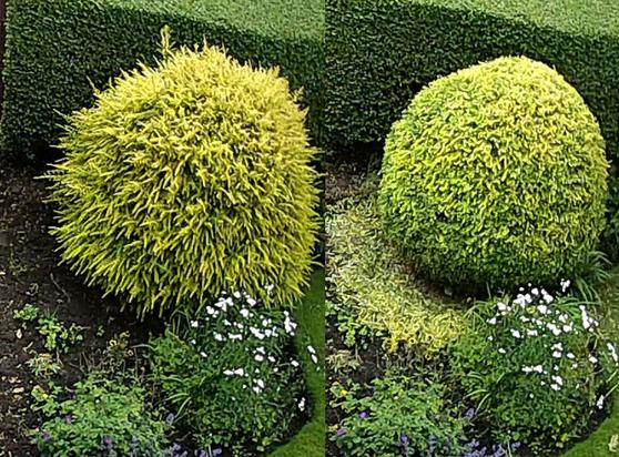 A before-after image pair side by side, showing a big shaggy roundish bush in a garden next to it's now much less shaggy form; vaguely roundish.  With cuttings all over.