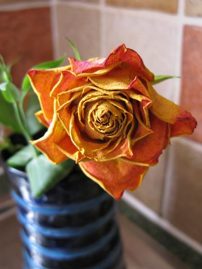 A subtle orangey/yellow rose is all dried and crinkely;  it sits in a blue ceramic pot with some other cuttings.  There's some tiling behind it.  All the petals are wonderfully twisted and the centre is very complicated