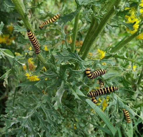Yellow and black stripy caterpillars munching away on ragwort.  Yummy!