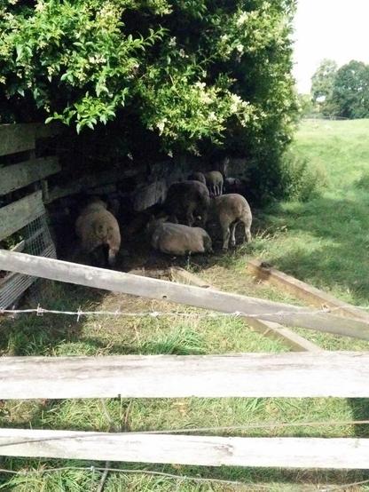 A bunch of at least 7 sheep huddled under some bushes against a wall at the edge of a lush green field, getting some shade.  Their generally just chilling out.  In the foreground is a wooden and barbed wire fence.