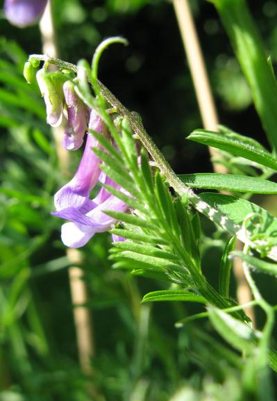 A few tiny purple flowers on a sweet pea plant, with fronds and stuff around them.  They're tiny.