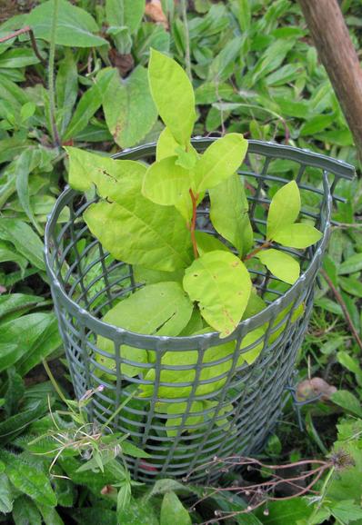 A spice bush - lots of leaves - slightly nibbled - growing over a protective cage.