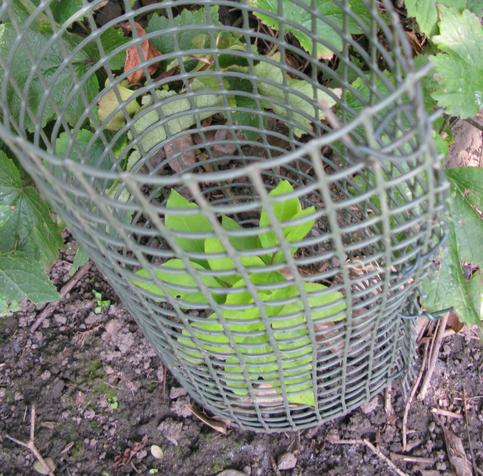 A rather smaller spice bush - leaves, but not as tall, still well inside it's mesh.