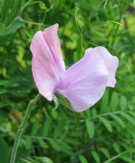 A sweet pea flower; it's a centimetre or two, and is quite a delicate thing, it's a light varying pastell pink.