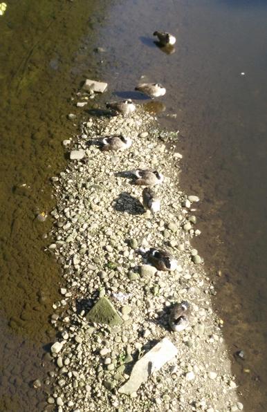 A picture of the edge of the River Irwell; this bit is very shallow with a long gravel bar; there are 7 geese just taking it easy on the bar or close by.