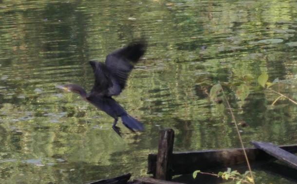 An unknown dark bird flying off it's perch