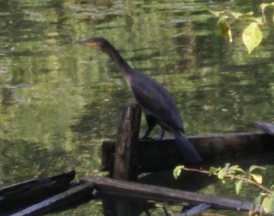 An unknown dark bird sitting on a perch next to a lake.  It's dark grey/brown, has an orange beak, long moderately long legs.