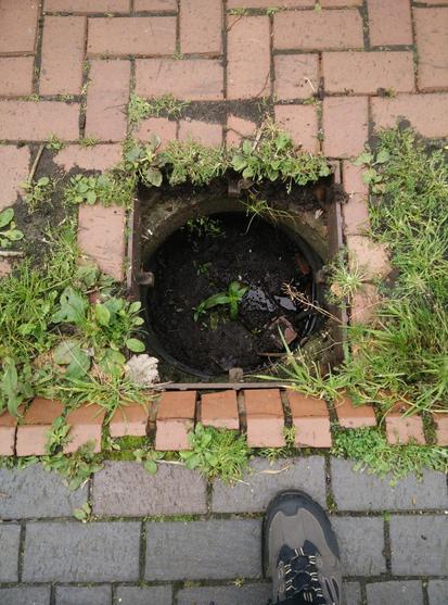 A drain missing it's cover; in it is a pretty solid clod of soil and a plant happily in the middle.  The drain is on the side of a light brown, uneven, brick cycle path; with a darker brick footpath at the side.  There are various other bits of weed and grass around.