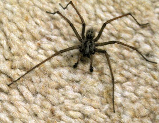 A hairy brown spider on a carpet; it's got fairly long meaty legs, 6 of them, and 2 big fluffy things at the front.