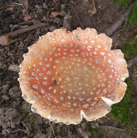A big red mushroom, it's got white spots peppering it's cap, and the cap is turned upwards at the edges, which are rather cracked.  The red is quite pink in some places.  The ground behind it is mostly stony soil with trigs, with a bit of grass to one side.  There is no toad.