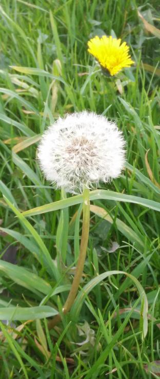 A dandelion clock, and in the background a dandelion flower on a piece of untidy grassy ground.