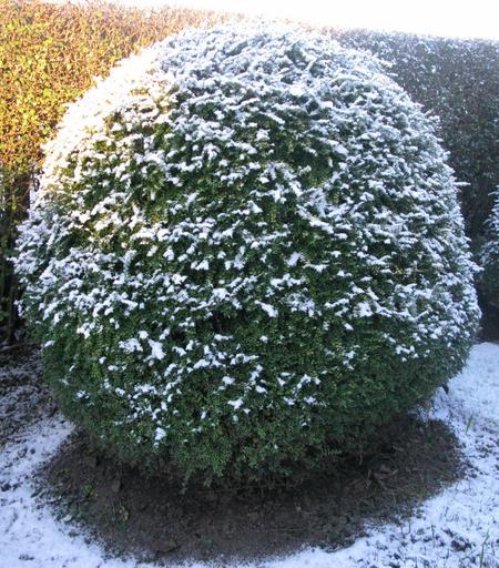 A vaguely ball shaped hedge shrub has a light dusting of snow.  There's snow on most of the ground as well except below it.