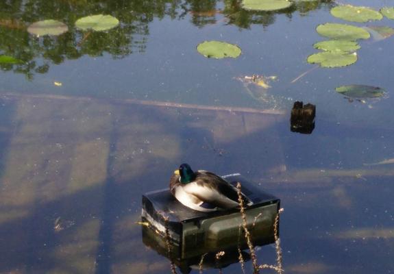 A mallard duck rests on a black microwave mostly submerged in a pond.  In the background are some nice water lilly pads.  It's pretty sunny.