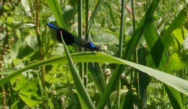 A blurry damselfly on a leaf; it's blue with a big black spot on it's rear wing.  There's lots and lots of foliage.