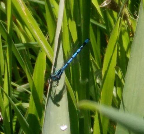 A blue damselfly with blackbands on it's body sitting on a leaf.
