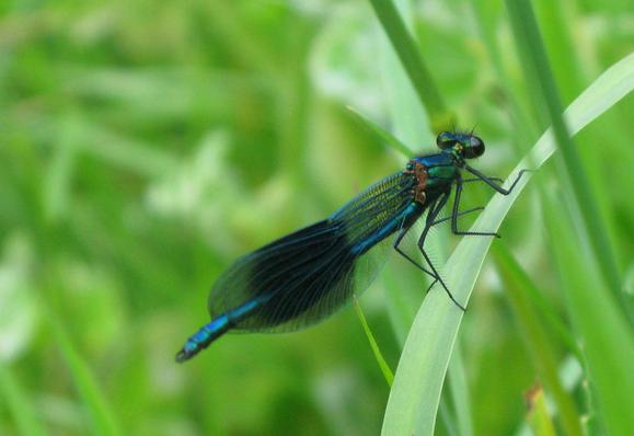 A 'banded demoselle' damselfly sits on a broadleaf.  It's wings are clear with a black blob at the back.  It's body is a darkish shimmering blue with a browny red bit where the wings attach.