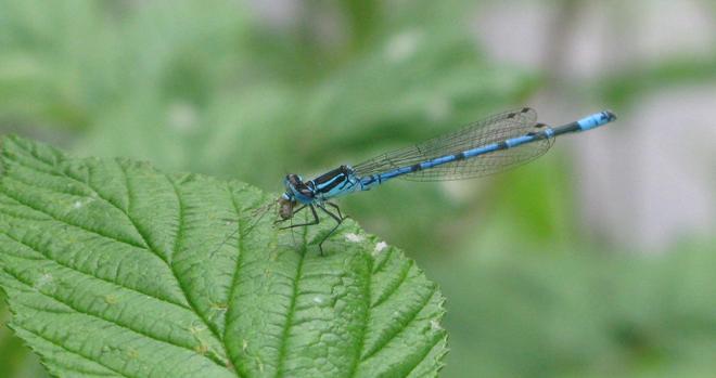 A common blue damselfly sits on a leaf.  It's a cyan colour with black bands.