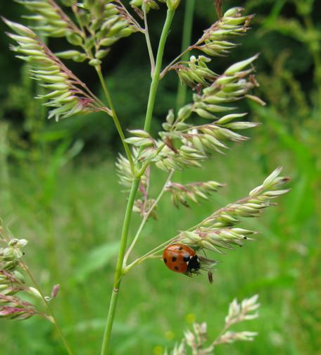 A red lady bird on some type of grass stem in a field.  I count about 5 or so black spots on it.