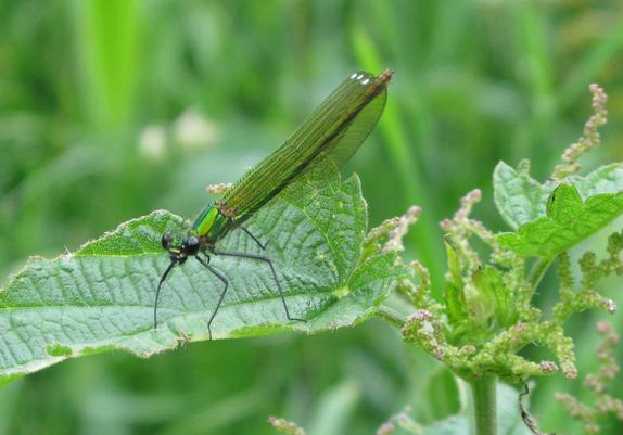 I think an Emerald Damselfly sitting on a leaf; it's dark and light green with big black eyes looking at the camera and hairy legs.