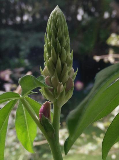 A lupins flower spike - there's quite a lot of small bugs on it 3 or 4 of them have started to pop little light pinky-purple flowers out.