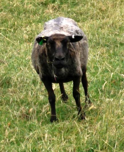 A sheep looks straight at the camera; it's not happy being looked at.  It's staring at me with a 'wth do you think you're looking at?'   It's dark brown, with a short lighter colour regrowing coat.  It's standing in a field.  Really it's staring at me....