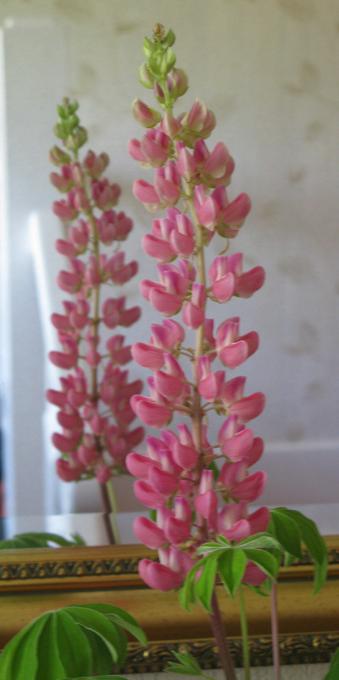 A tall lupin flower is seen with it's reflection in a mirror.  It's got lots of small red/purple flowers along a green stem and some unopened green bits at the top.  Below it's got a bunch of green split leaves.   The mirror has a faux-gilt frame.