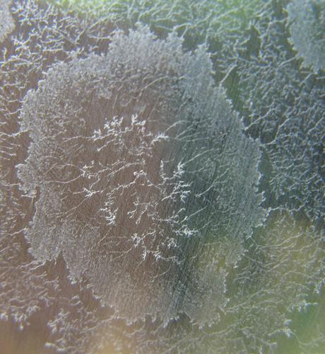A colony of something; it's kind of fibrous and fractal and mostly white/transparent.  This is a zoom on one subcolony.