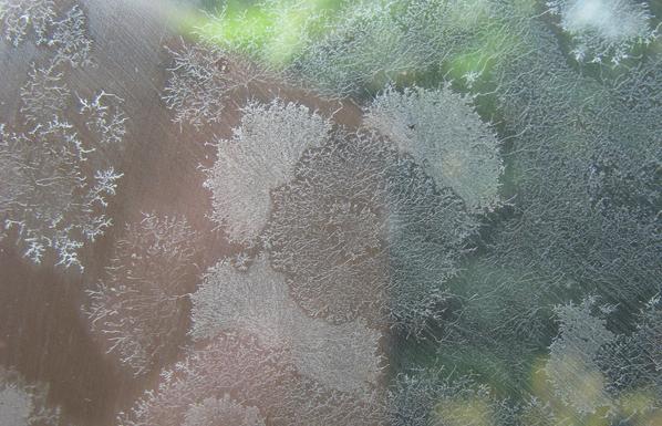 A colony of something; it's kind of fibrous and fractal and mostly white/transparent.  This is a zoom on one subcolony.