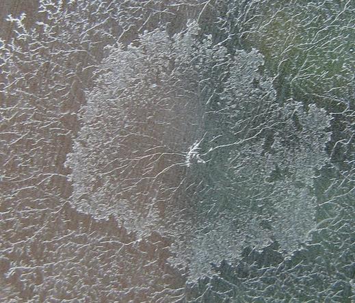 A colony of something; it's kind of fibrous and fractal and mostly white/transparent.  This is a zoom on one subcolony.