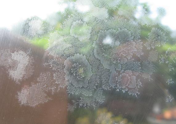 A colony of something; it's kind of fibrous and fractal and mostly white/transparent.