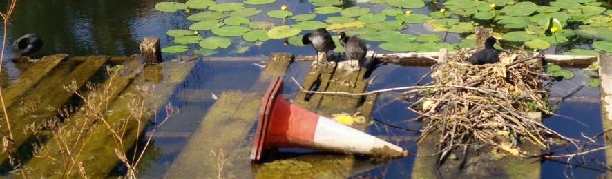 A family of 4 coots on a pond side; there's water lilies on the pond.  One adult is off to the left, then there are 2 juveniles (fairly large, almost normal coats), then another on the right sitting on a nest.  Hmm maybe more to come?    Oh, and a traffic cone in the foreground.