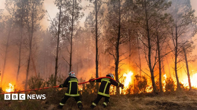 two firefighters dragging a line in front of some burning trees in a forest.