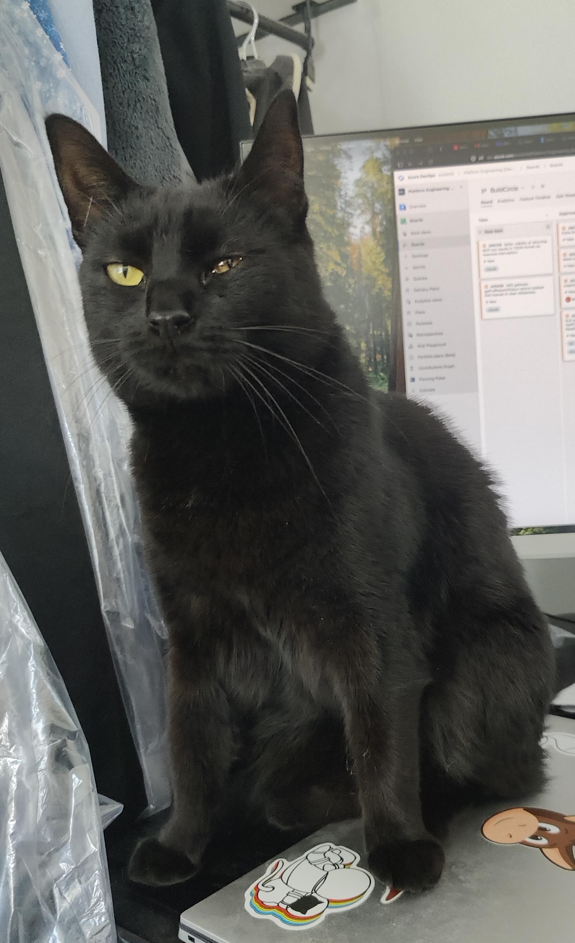 A black cat sat on a laptop with a monitor behind her. Her left eye is mostly closed.