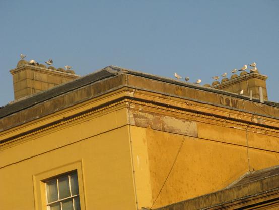 The gulls on top of heaton park hall, quite happy sat on chimneys