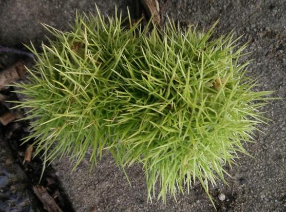 A green spiky/furry elongated ball sitting on the pavement.